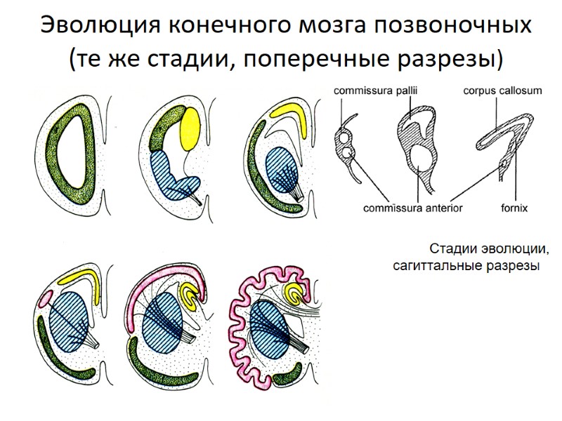 Эволюция конечного мозга позвоночных (те же стадии, поперечные разрезы) Стадии эволюции, сагиттальные разрезы